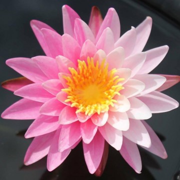 Nymphaea nipaporn nelumbogarden waterlilies 4