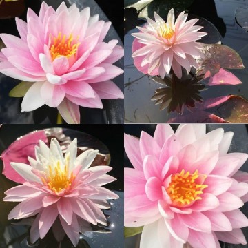 Nymphaea painted lady nelumbogarden waterlilies 4