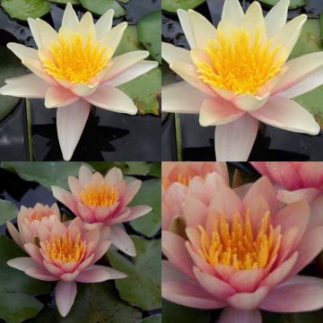 Nymphaea paul harriot nelumbogarden waterlilies 2