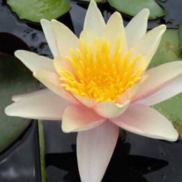 Nymphaea paul harriot nelumbogarden waterlilies 3