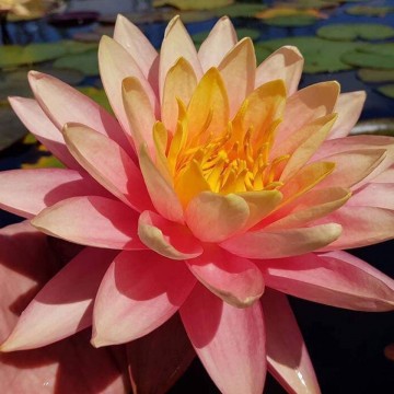 Nymphaea perrys autumn sunset nelumbo garden waterlilies matthijs hazeleger water lilies 1.jpg