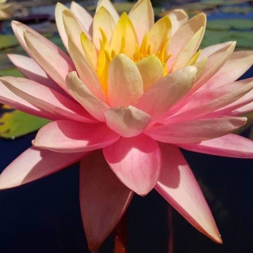 Nymphaea perrys autumn sunset nelumbo garden waterlilies matthijs hazeleger water lilies 2.jpg