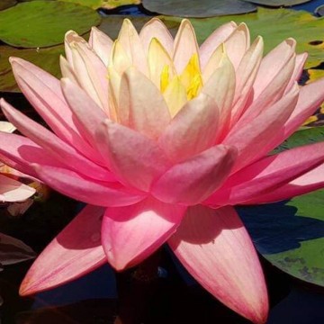 Nymphaea perrys autumn sunset nelumbo garden waterlilies matthijs hazeleger water lilies 3.jpg