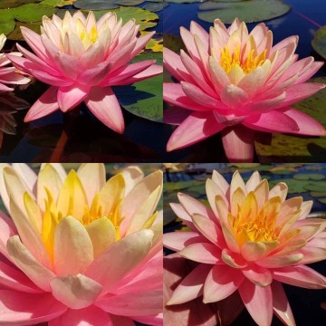 Nymphaea perrys autumn sunset nelumbo garden waterlilies matthijs hazeleger water lilies 4.jpg