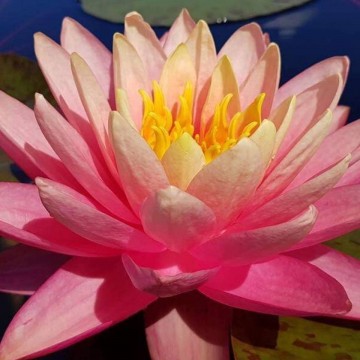 Nymphaea perrys autumn sunset nelumbo garden waterlilies matthijs hazeleger water lilies 5.jpg