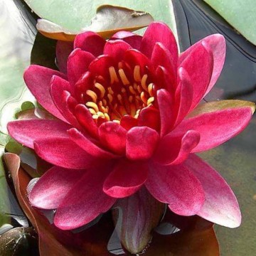 Nymphaea perrys baby red nelumbogarden waterlilies 1