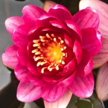 Nymphaea perrys baby red nelumbogarden waterlilies 3