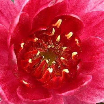 Nymphaea perrys baby red nelumbogarden waterlilies 4