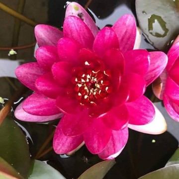 Nymphaea perrys baby red nelumbogarden waterlilies 5