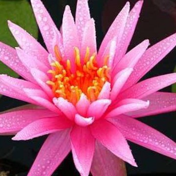 Nymphaea perrys cactus pink matthijs hazeleger nelumbo garden waterlelies 4