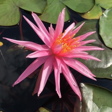 Nymphaea perrys cactus pink matthijs hazeleger nelumbo garden waterlelies 5