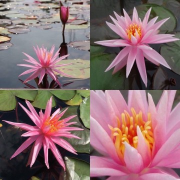 Nymphaea perrys cactus pink matthijs hazeleger nelumbo garden waterlelies 6