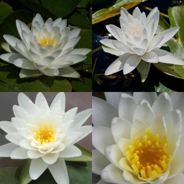 Nymphaea perrys double white nelumbogarden waterlilies 3