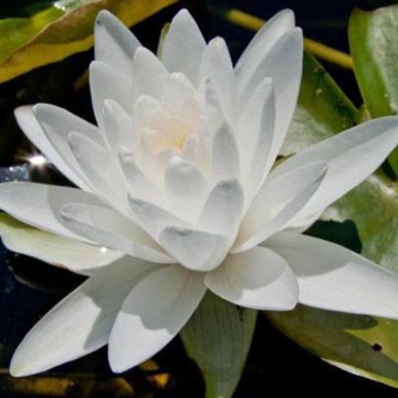 Nymphaea perrys double white nelumbogarden waterlilies 4