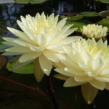 Nymphaea perrys double yellow nelumbogarden waterlilies 4