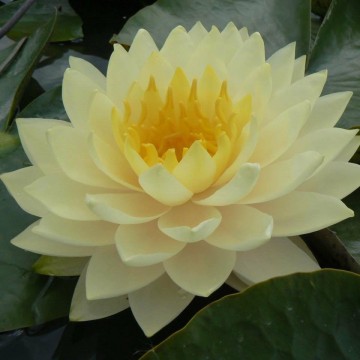 Nymphaea perrys double yellow nelumbogarden waterlilies 5