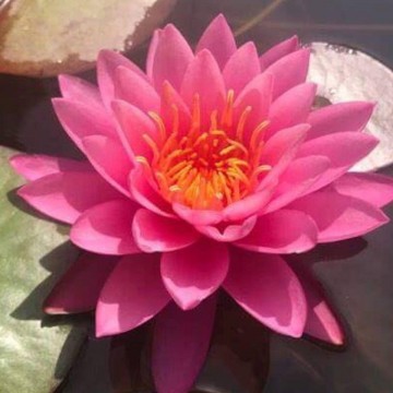 Nymphaea perrys fire opal nelumbogarden waterlilies 1