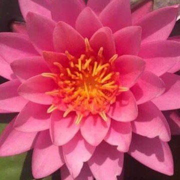 Nymphaea perrys fire opal nelumbogarden waterlilies 2