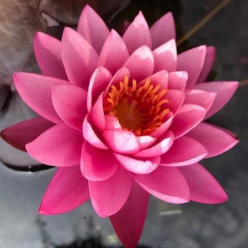 Nymphaea perrys fire opal nelumbogarden waterlilies 4