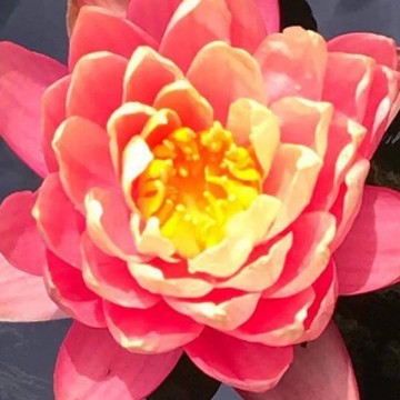 Nymphaea perrys orange sunset nelumbogarden waterlilies 2