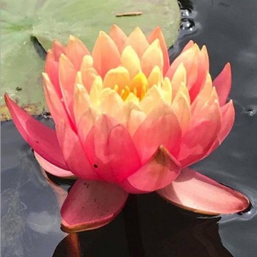 Nymphaea perrys orange sunset nelumbogarden waterlilies 4