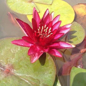 Nymphaea perrys red blaze nelumbo garden matthis hazeleger waterlelies 2