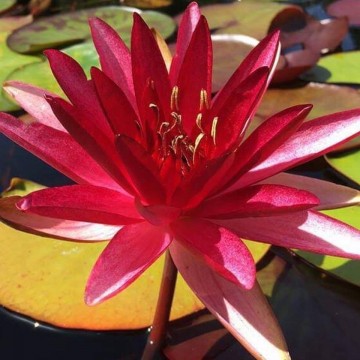 Nénuphar Perry's Red Star