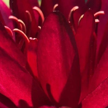 Nymphaea perrys red star nelumbo garden matthijs hazeleger waterlelies 2