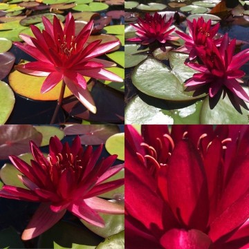 Nymphaea perrys red star nelumbo garden matthijs hazeleger waterlelies 5