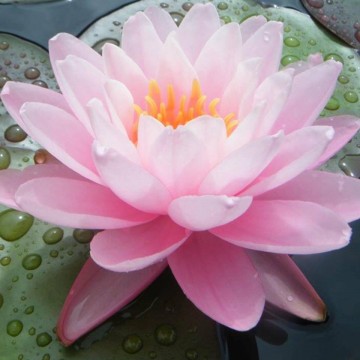 Nymphaea peter slocum nelumbogarden waterlilies 2