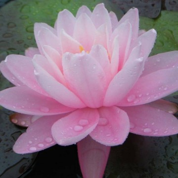 Nymphaea peter slocum nelumbogarden waterlilies 3