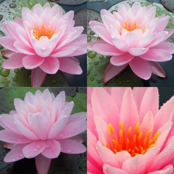 Nymphaea peter slocum nelumbogarden waterlilies 4
