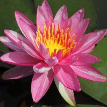 Nymphaea pink dawn nelumbogarden waterlilies 1