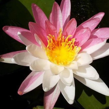 Nymphaea pink dawn nelumbogarden waterlilies 2