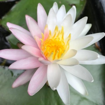 Nymphaea pink dawn nelumbogarden waterlilies 3