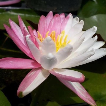 Nymphaea pink dawn nelumbogarden waterlilies 4