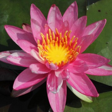 Nymphaea pink dawn nelumbogarden waterlilies 5