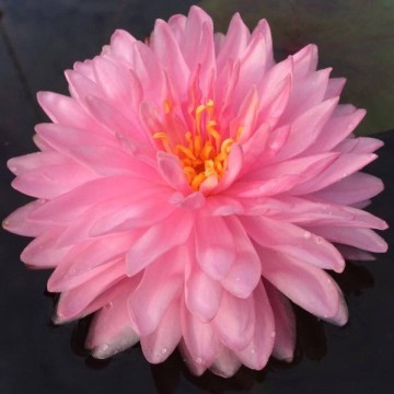 Nymphaea pink pom pom nelumbogarden waterlilies 1