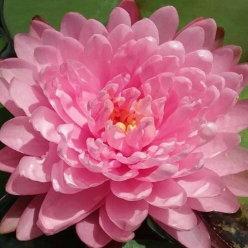 Nymphaea pink pom pom nelumbogarden waterlilies 5