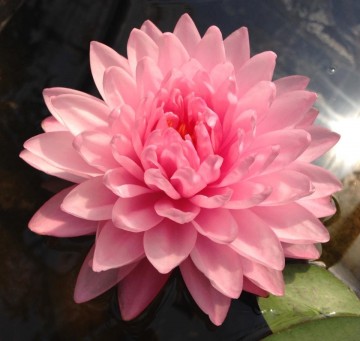 Nymphaea pink pom pom nelumbogarden