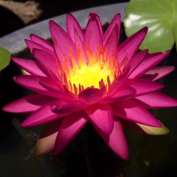 Nymphaea pink silk nelumbogarden waterlilies 1