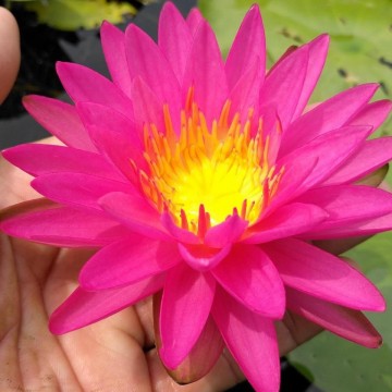 Nymphaea pink silk nelumbogarden waterlilies 4