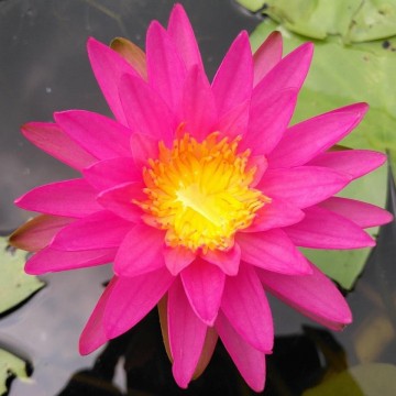 Nymphaea pink silk nelumbogarden waterlilies 5