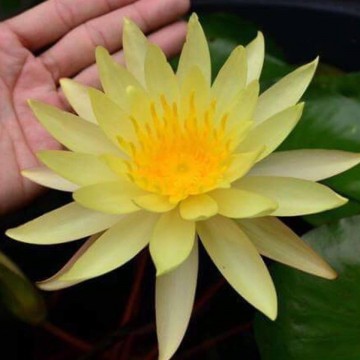 Nymphaea pinwaree nelumbogarden waterlilies 5