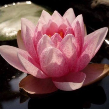 Nymphaea prapunt red nelumbogarden waterlilies 1