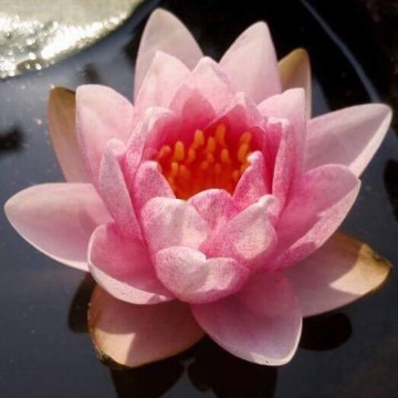 Nymphaea prapunt red nelumbogarden waterlilies 2
