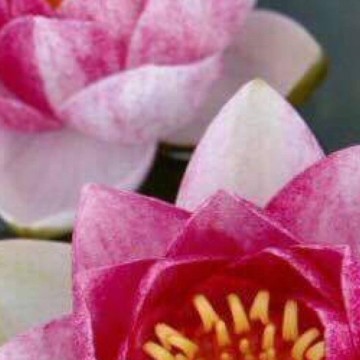 Nymphaea prapunt red nelumbogarden waterlilies 3