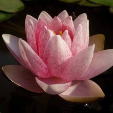 Nymphaea prapunt red nelumbogarden waterlilies 4