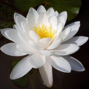 Nymphaea prapunt white nelumbogarden waterlilies 1