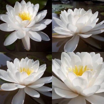 Nymphaea prapunt white nelumbogarden waterlilies 2
